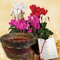 cyclamen plant in ornate basket plus diary