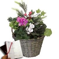cyclamen with foilage 1 pre planted christmas basket plus diary