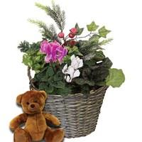 Cyclamen with Foilage 1 Pre-Planted Christmas Basket plus Teddy Bear