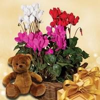 cyclamen plant in rustic basket cuddly bear