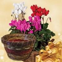 Cyclamen Plant in Ornate Basket