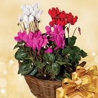 Cyclamen Plant in Rustic basket