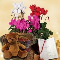 cyclamen plant in ornate basket cuddly bear plus diary