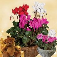 Cyclamen Plant in Ornate basket + Cuddly Bear