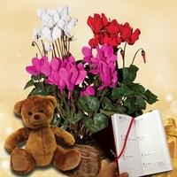 Cyclamen Plant in Rustic Basket + Cuddly Bear plus Diary