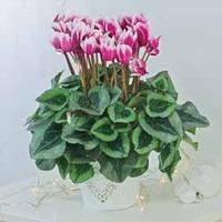 Cyclamen \'Fantasia&reg; Magenta...
