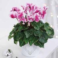 Cyclamen Abanico® Magenta - Gift - 1 x Cyclamen Abanico® Magenta