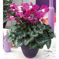 Cyclamen \'Fleur en Vogue\' - Gift - 1 x Cyclamen \'Fleur en Vogue\'