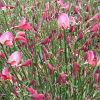 Cytisus \'Hollandia\' (Large Plant) - 1 x 3.6 litre potted cytisus plant