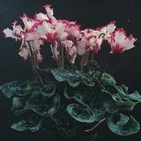 Cyclamen persicum grandiflorum \...