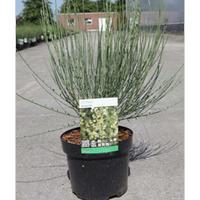 Cytisus x praecox (Large Plant) - 2 x 3.6 litre potted cytisus plants