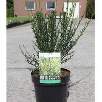 Cytisus \'Luna\' (Large Plant) - 1 x 3.6 litre potted cytisus plant