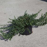 Cytisus decumbens (Large Plant) - 2 x 3.6 litre potted cytisus plants