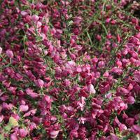 Cytisus \'Boskoop Ruby\' (Large Plant) - 1 x 3.6 litre potted cytisus plant