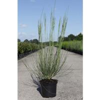 Cytisus x praecox \'Allgold\' (Large Plant) - 1 x 3.6 litre potted cytisus plant