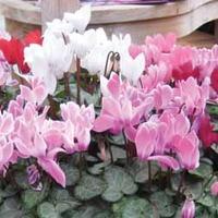 cyclamen miracle mixed 6 x 9cm potted cyclamen plants