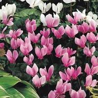 Cyclamen hederifolium - 20 cycla...
