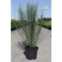 Cytisus \'Zeelandia\' (Large Plant) - 2 x 3.6 litre potted cytisus plants