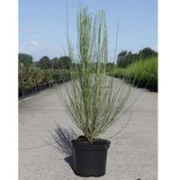 Cytisus x praecox \'Albus\' (Large Plant) - 2 x 3.6 litre potted cytisus plants