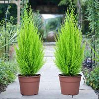Cypress \'Goldcrest\' - 6 cypress plants in 10.5cm pots