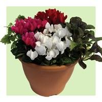 cyclamen with foliage 2 pre planted troughs