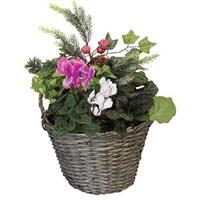 Cyclamen with Foilage 2 Pre-Planted Christmas Basket