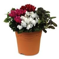 cyclamen with foliage 2 pre planted container delivery period 3