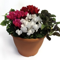 Cyclamen 1 Pre Planted Container