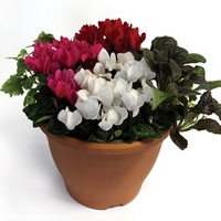 cyclamen with foliage 1 pre planted container