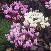 Cyclamen hederifolium - pack of 6 x 9cm