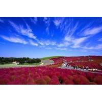 day trip to hitachi seaside park and ami premium outlet from tokyo inc ...