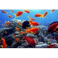 Day Tour to Sharm El Naga Beach for Snorkeling from Hurghada