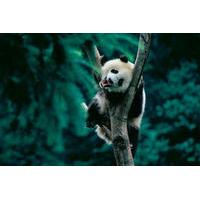 Day Tour: Chengdu Panda Breeding Base and Leshan Giant Buddha