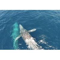 Dana Point Whale Watching Excursion