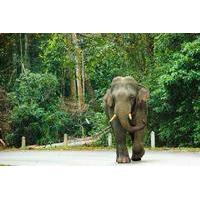 Day Trip to Khao Yai National Park including Elephant Ride