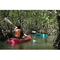 Damas Island Mangrove Kayaking Tour from Jacó