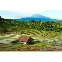 Day Trip to Northern Bali