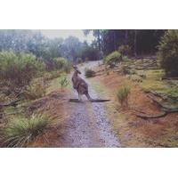 Dandenongs Trail Running Tour