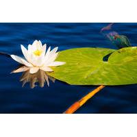 Day Trip to Danube Delta from Tu...