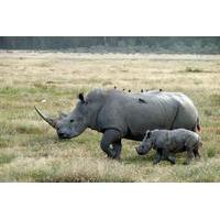 Day Trip to Lake Nakuru from Nai...