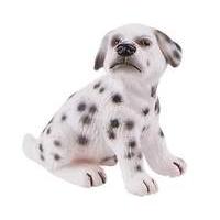 Dalmatian Puppy Sugar