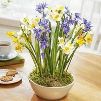 daffodils bluebells arrangement