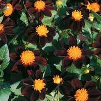 dahlia black beauty 1 packet 50 dahlia seeds