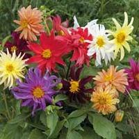 dahlia dwarf cactus mixed 1 packet 50 dahlia seeds