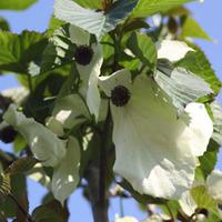 Davidia involucrata var. vilmoriniana (Large Plant) - 1 x 3.6 litre potted davidia plant