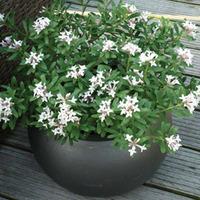 Daphne x transatlantica \'Eternal Fragrance\' (Large Plant) - 1 x 3 litre potted daphne plant
