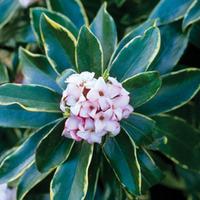 Daphne odora \'Aureomarginata\' - 2 x 11cm potted daphne plants