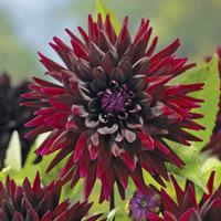 Dahlia \'Nuit d Ete\' - 1 dahlia tuber