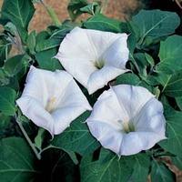 Datura meteloides \'Evening Fragrance\' - 1 packet (8 datura seeds)