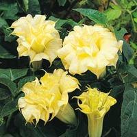 Datura metel \'Double Golden Queen\' - 1 packet (8 datura seeds)